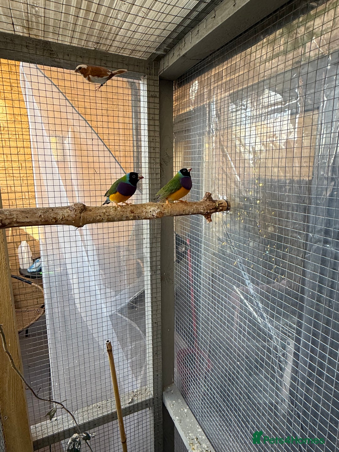 Finches birds for sale: 2 male guardians swap for parrot finches - Advert 7