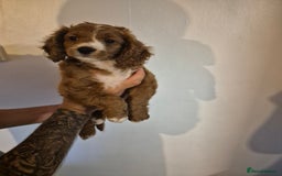 Cockapoo dogs for sale: F1B Cockapoo girl looking for her forever home. - Image 7