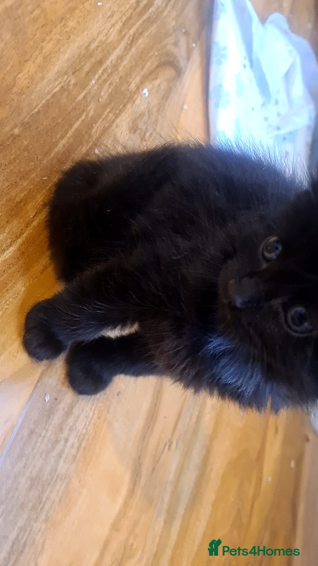 Mixed Breed cats for sale: Kittens for sale  - Advert 12