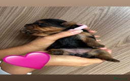 Yorkshire Terrier dogs for sale:    KC registered pedigree YorkshireTerrier Puppies - Image 4