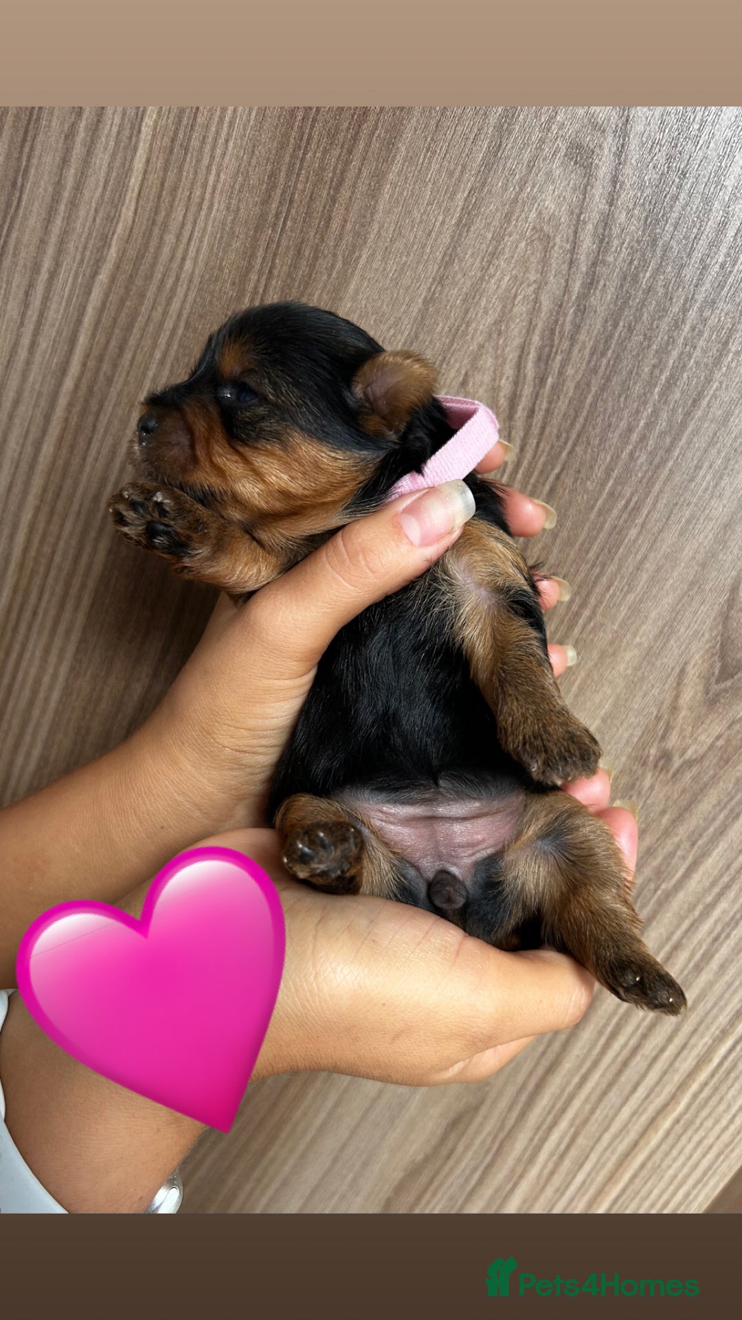 Yorkshire Terrier dogs for sale:    KC registered pedigree YorkshireTerrier Puppies - Image 4