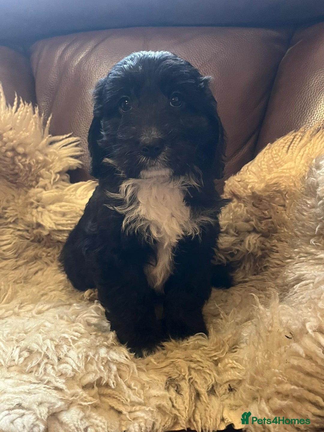 Cockapoo dogs for sale: Cockapoo puppies  - Advert 9