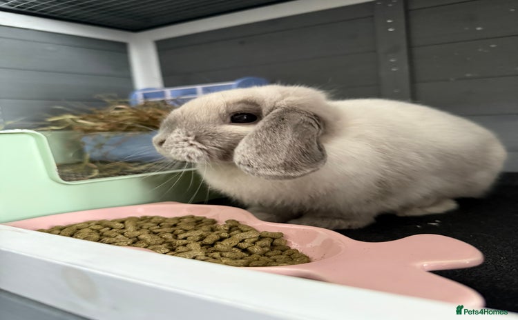 Mini Lop rabbits - Advert 1