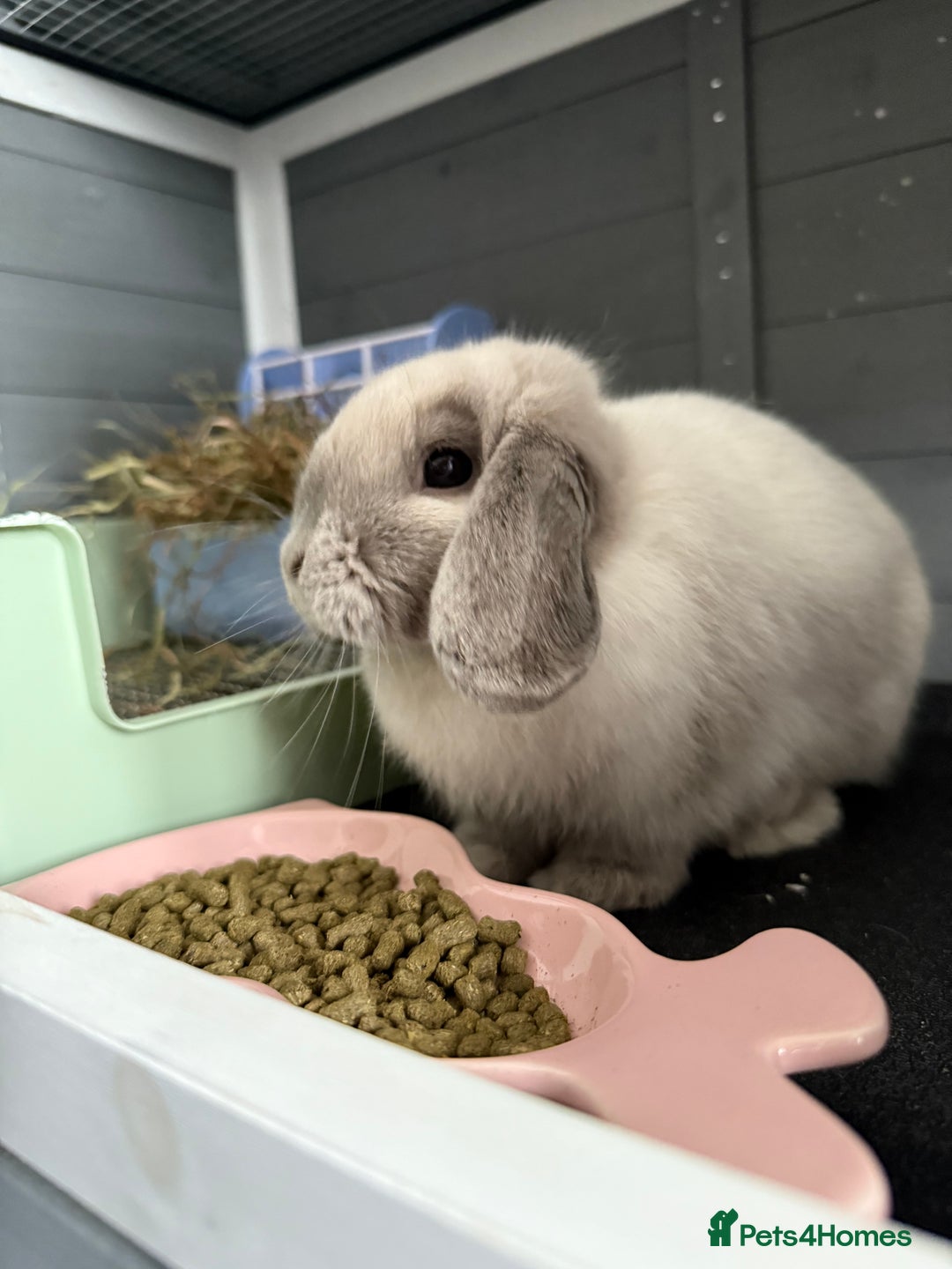 Mini Lop rabbits for sale: Beautiful Mini Lop Bunny - Image 1