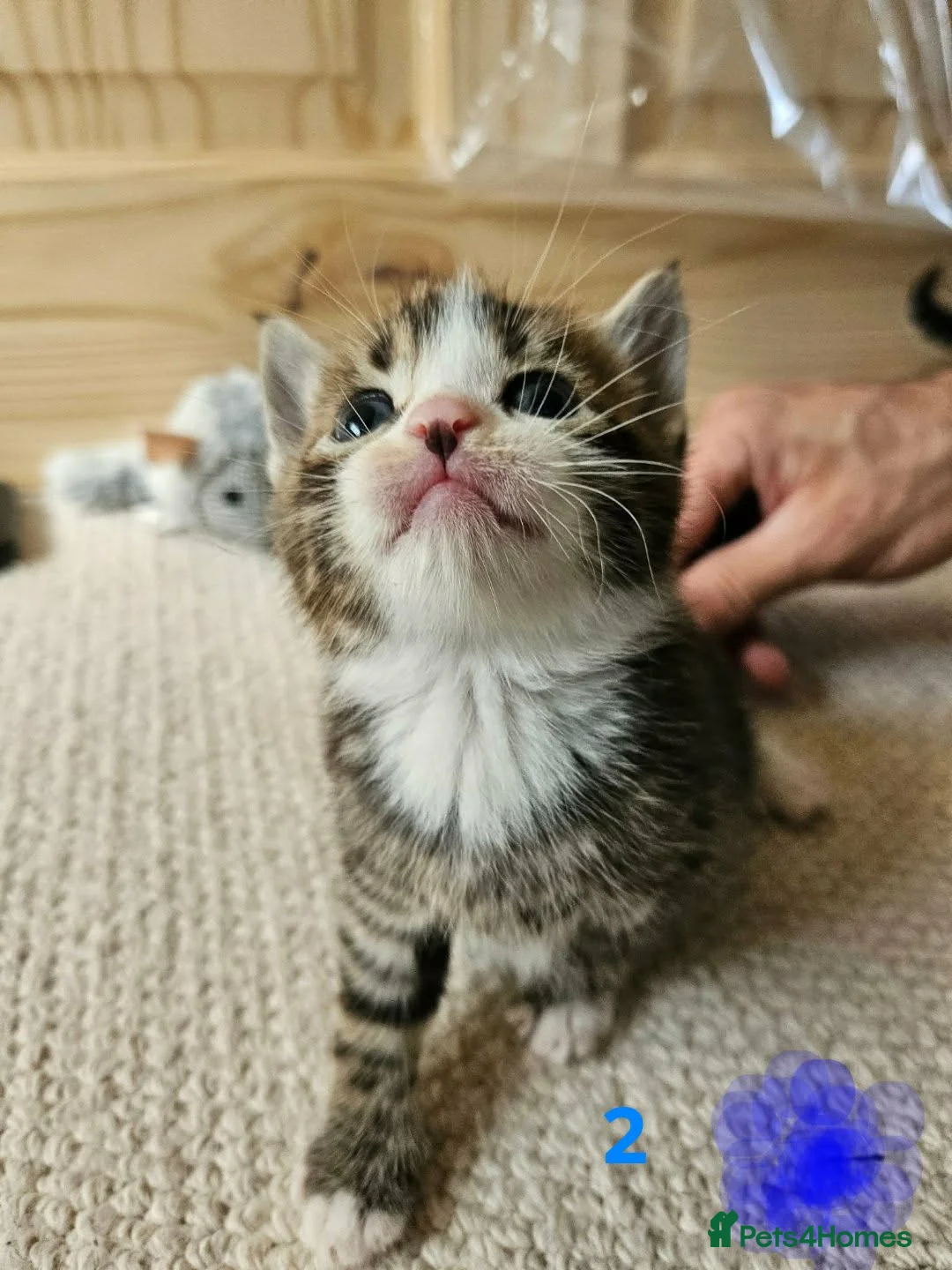 Mixed Breed cats for sale: Mixed Bengal bread - Advert 7