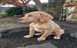 Mixed Breed dogs for sale: Labrador Cross Pups - Image 26