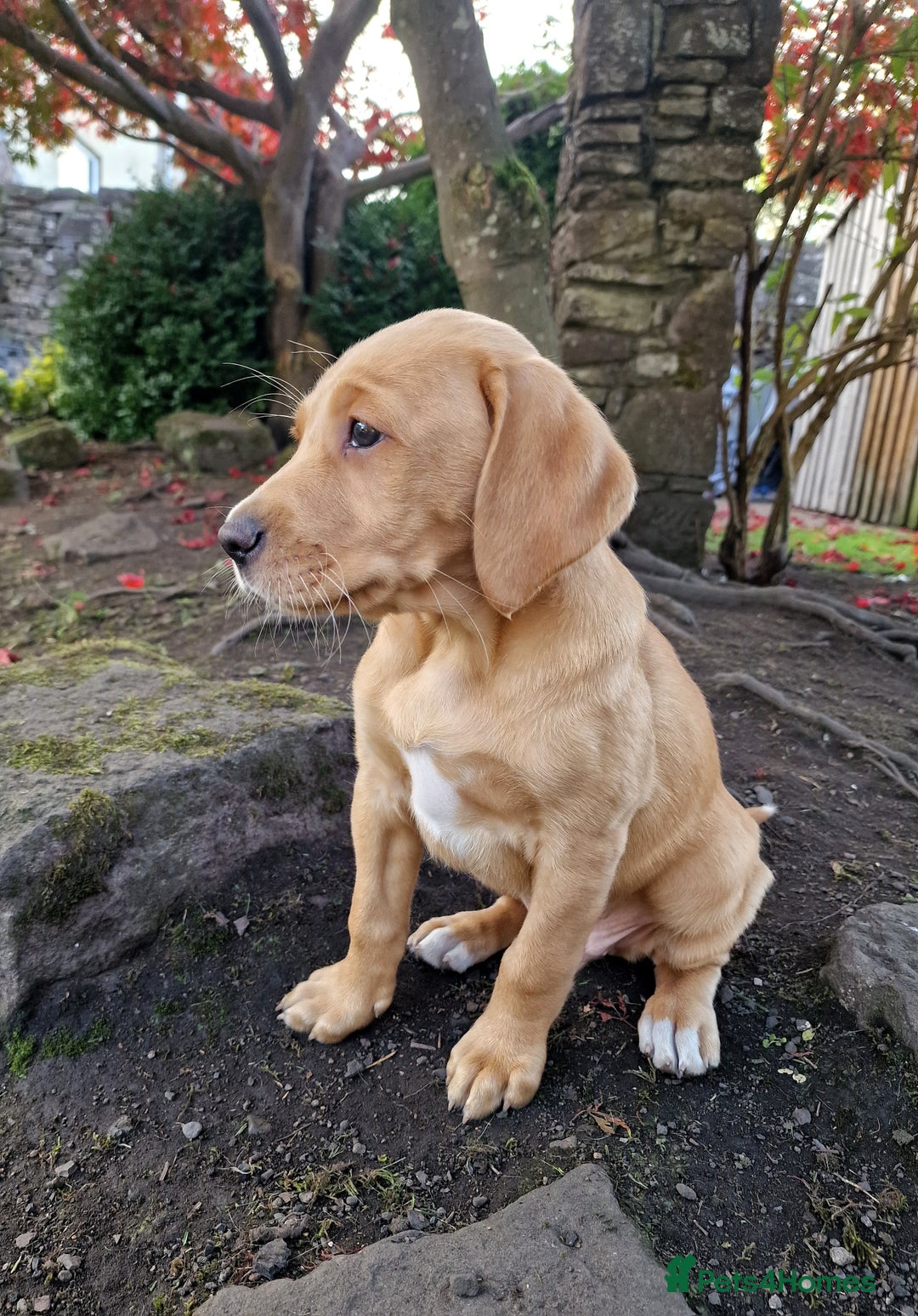 Mixed Breed dogs for sale: Labrador Cross Pups - Image 26