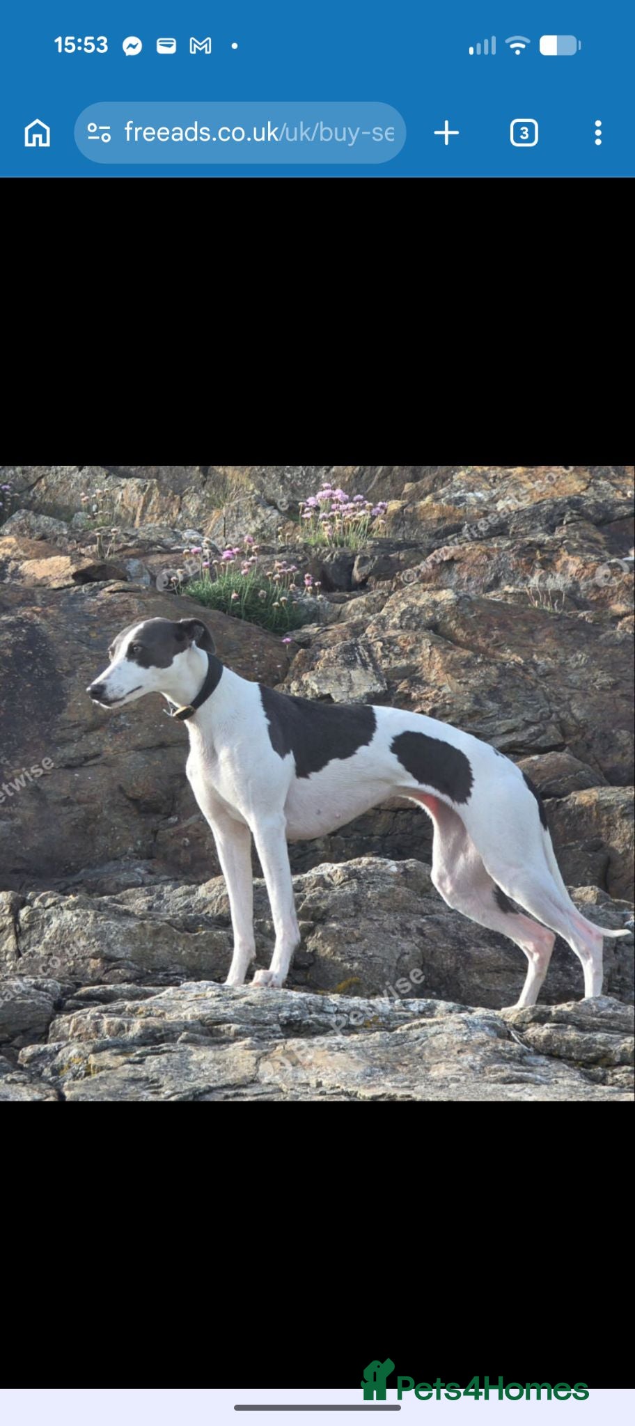 Whippet dogs KC Whippet Puppies Due – Pets & Working Homes - Advert 10