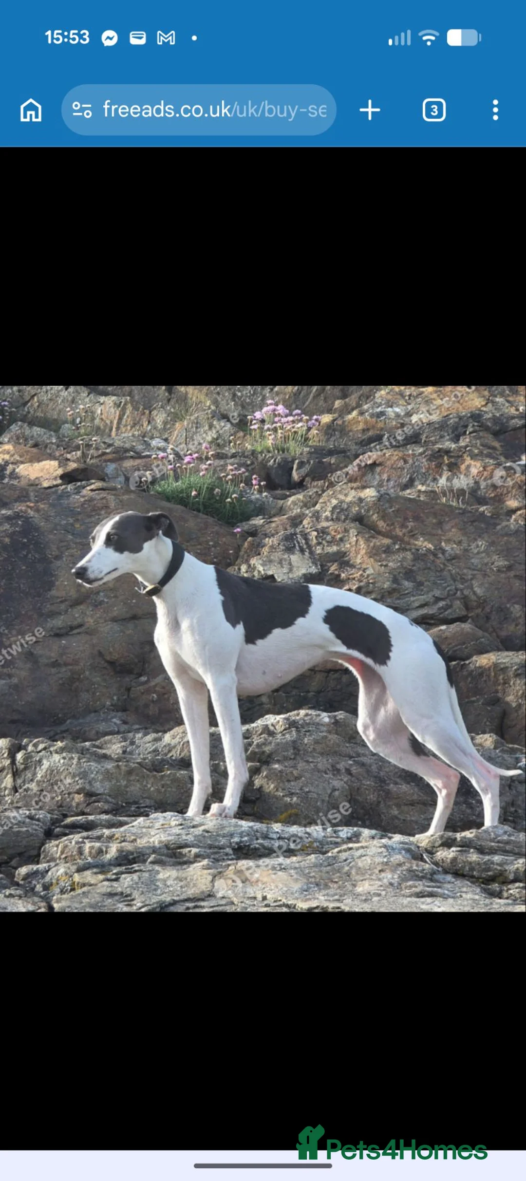 Whippet dogs for sale: KC Whippet Puppies Due – Pets & Working Homes in Buxton - Advert 1