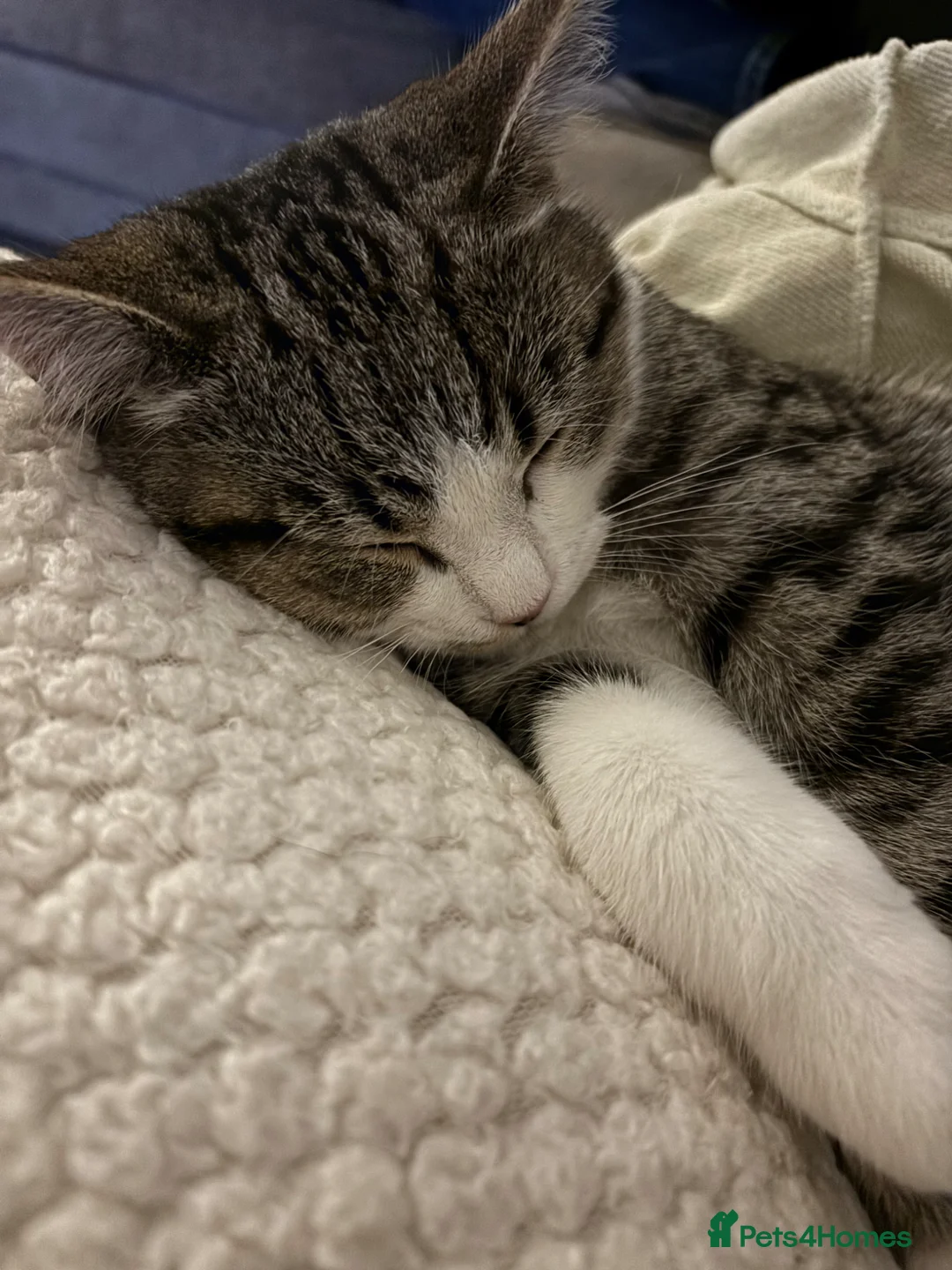 Mixed Breed cats for sale: British short haired mix boy  in Ilkeston - Advert 2