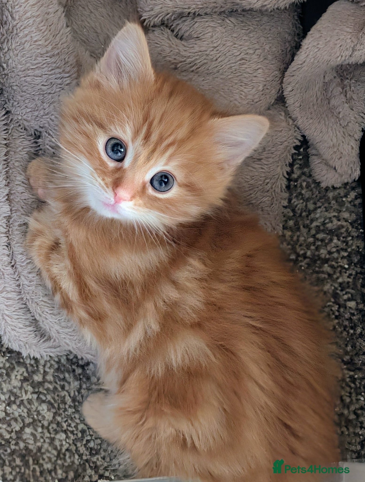 Mixed Breed cats Gorgeous fluffy tabby kittens! - Advert 2