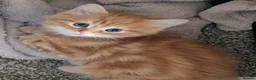 Mixed Breed cats for sale: Gorgeous fluffy tabby kittens! - Advert 2