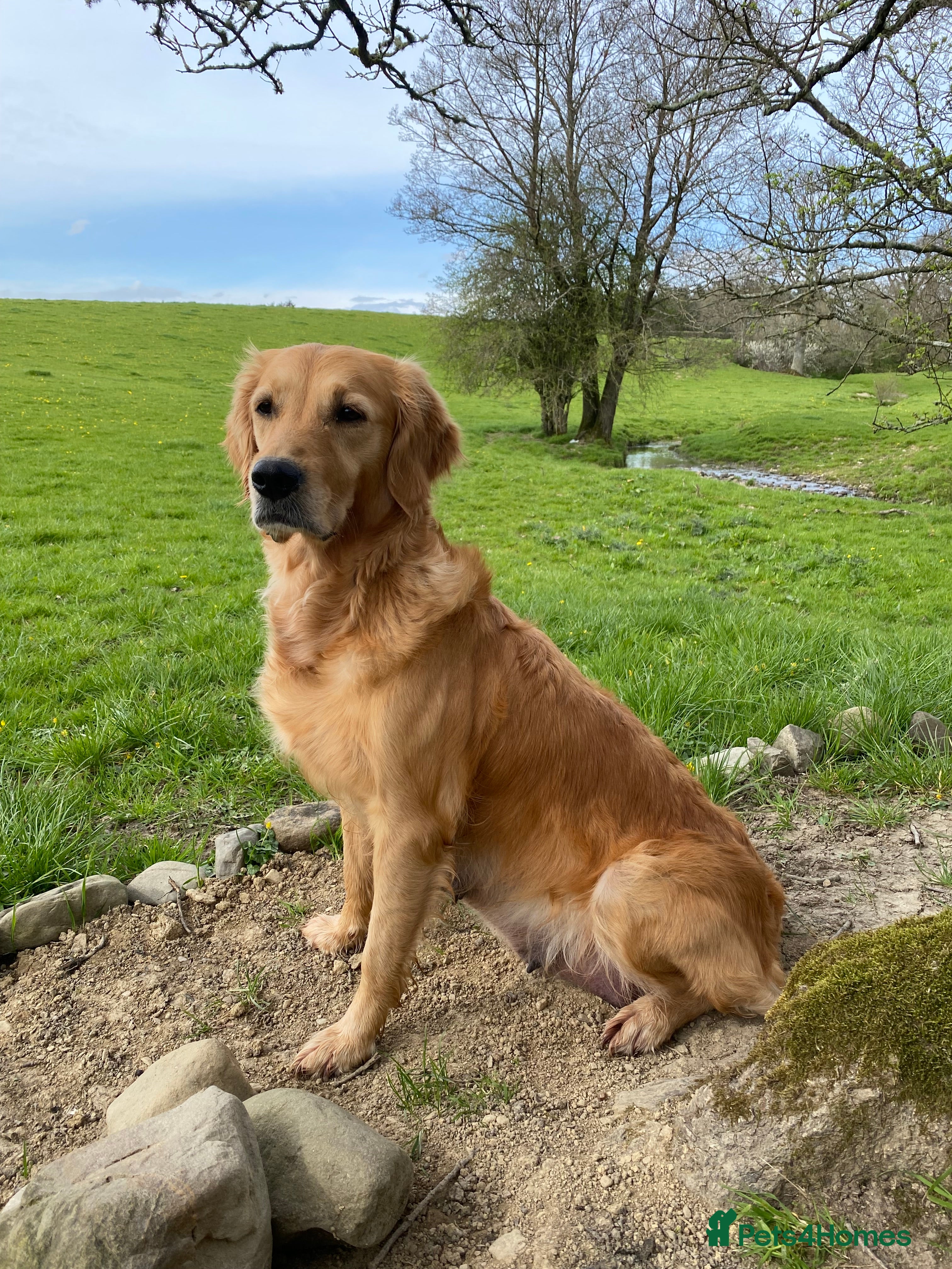 Golden Brie
