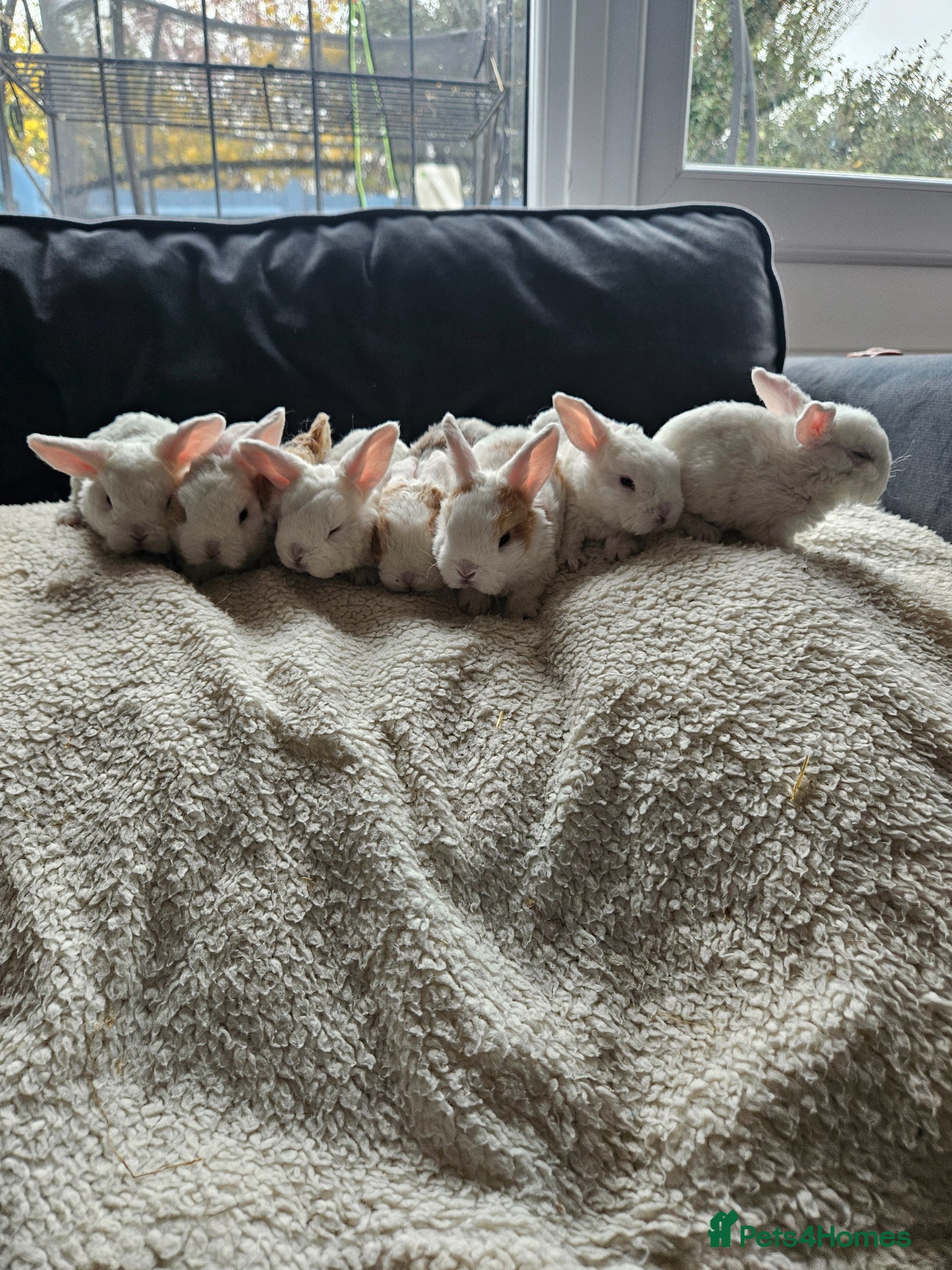Mini Lop rabbits Mini Plush Lops - Suffolk - Advert 2
