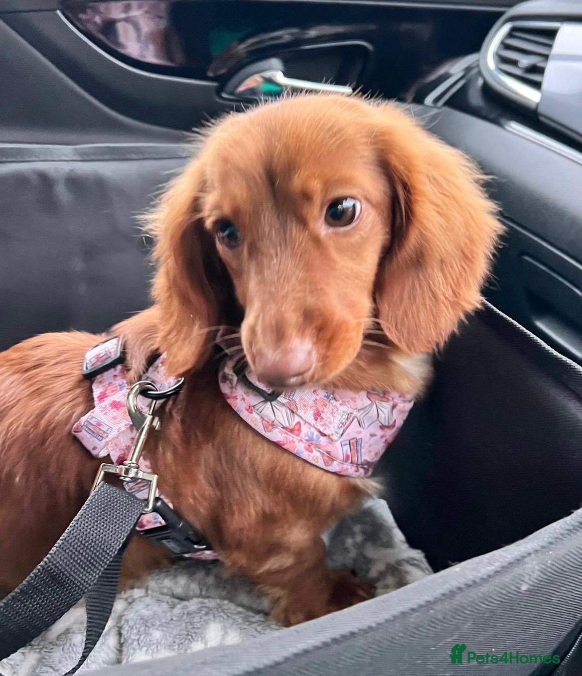 Miniature Dachshund dogs 2 beautiful long haired Miniature Dachshunds - Advert 2