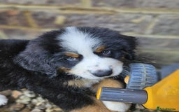 Bernese Mountain Dog dogs for sale: 5 months old beautiful boy Bernese Mountain dog - Image 10