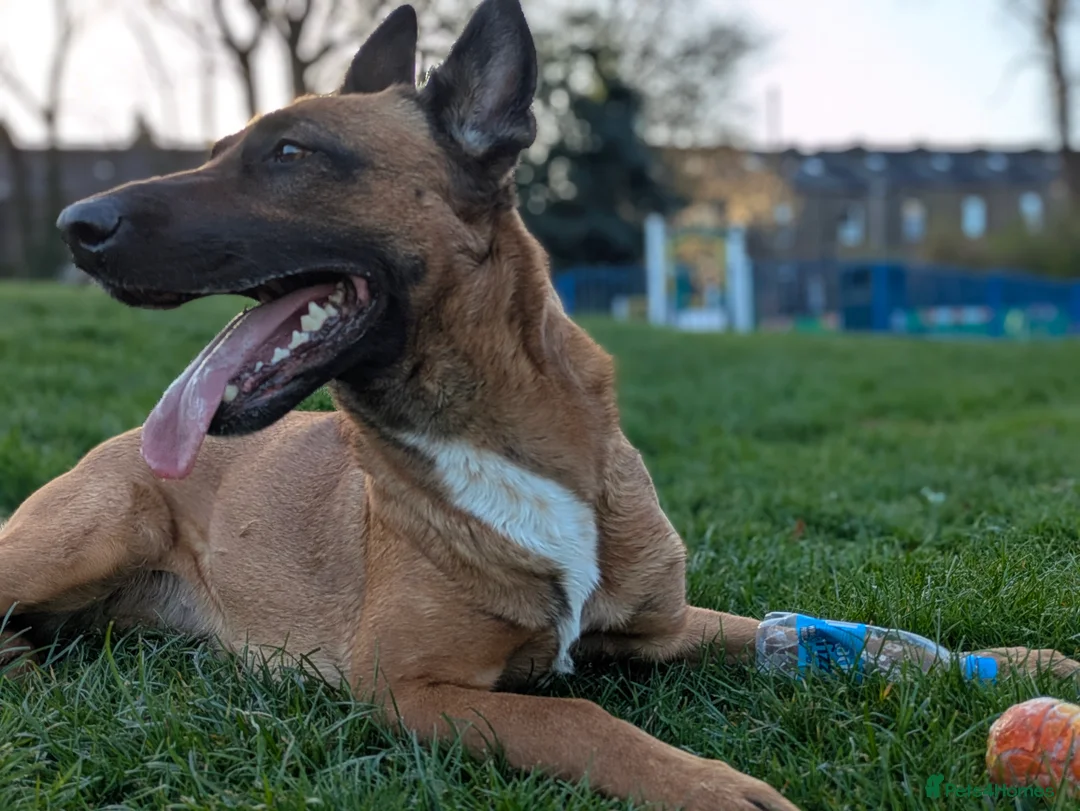 Mixed Breed dogs for sale: Belgian Malinois x Border Collie Pups Malincollie - Advert 3