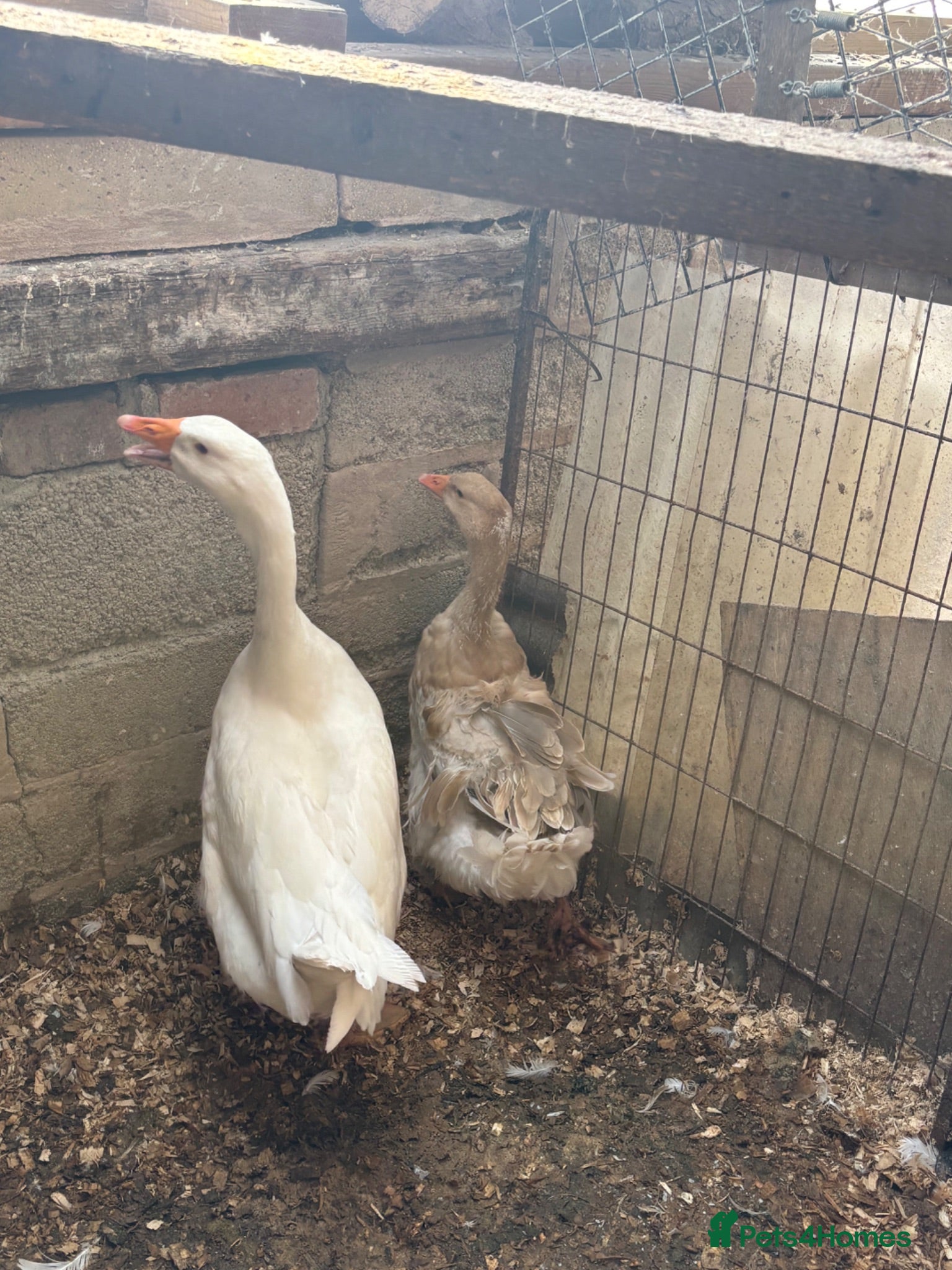 Geese poultry Sebastopol geese, Brahma and peacock - Advert 1
