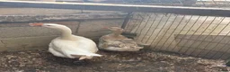 Geese poultry for sale: Sebastopol geese, Brahma and peacock - Advert 1