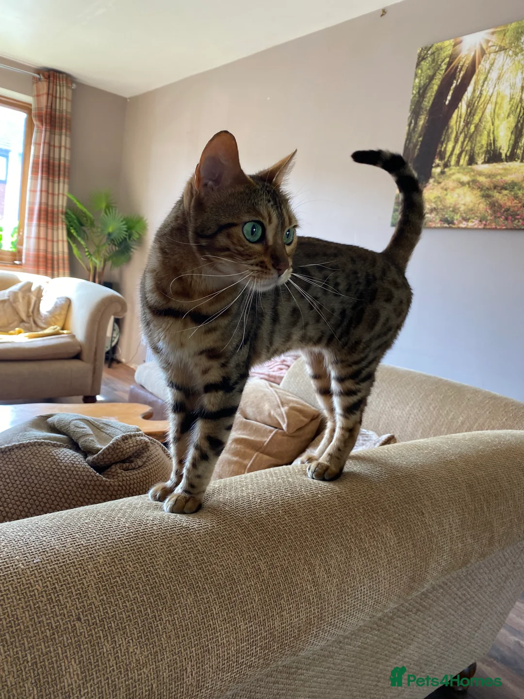 Bengal cats for sale: Bengal Female  - Advert 1