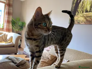 Bengal cats Bengal Female - Advert 1