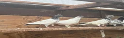 Pigeons birds for sale: Pakistani high flyers for sale  - Advert 10