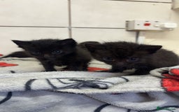 Mixed Breed cats for sale: Black female kittens ready to leave !! - Image 2