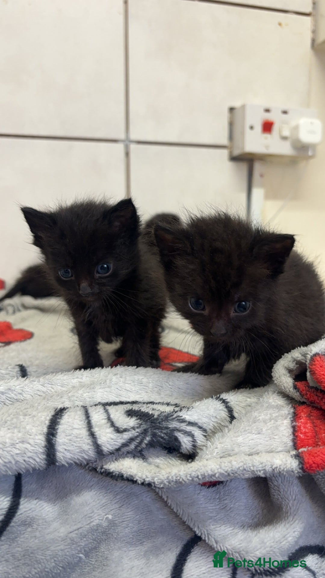 Mixed Breed cats for sale: Black female kittens ready to leave !! - Image 2