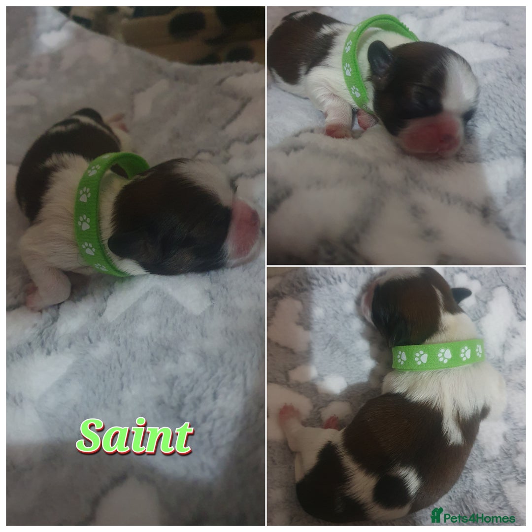 Shih Tzu dogs for sale: 4 Shih tzu puppies - Advert 3