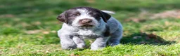 German Wirehaired Pointer dogs for sale: HEALTH CHECKED + 1ST VACC GIVEN. KC REG GWP PUPS - Advert 1