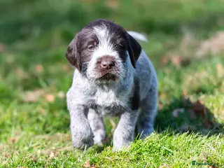 German Wirehaired Pointer dogs HEALTH CHECKED + 1ST VACC GIVEN. KC REG GWP PUPS - Advert 3