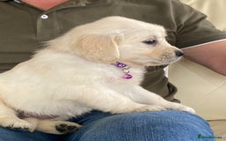 Golden Retriever dogs for sale: Fabulous golden retriever puppies  - Image 3