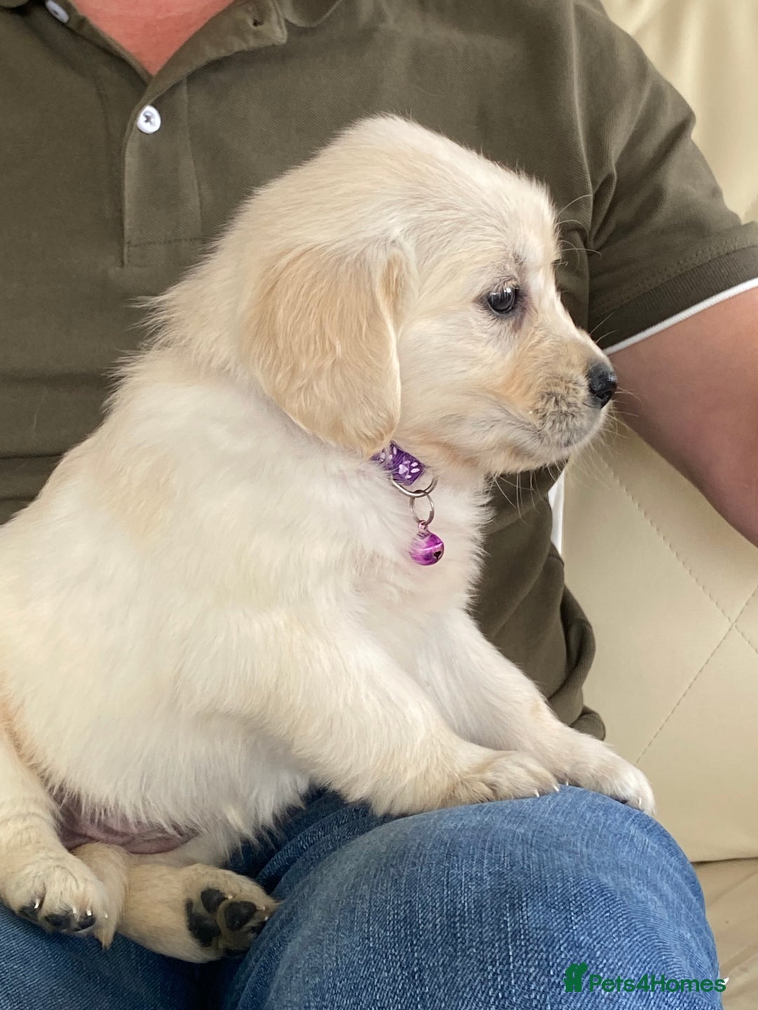 Golden Retriever dogs for sale: Fabulous golden retriever puppies  - Image 3