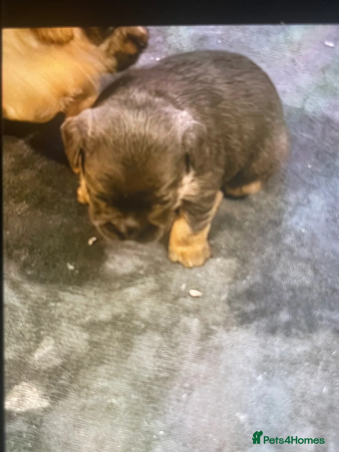 Mixed Breed dogs for sale: Norfolk terrier Cross by French bull bulldog cross - Advert 16