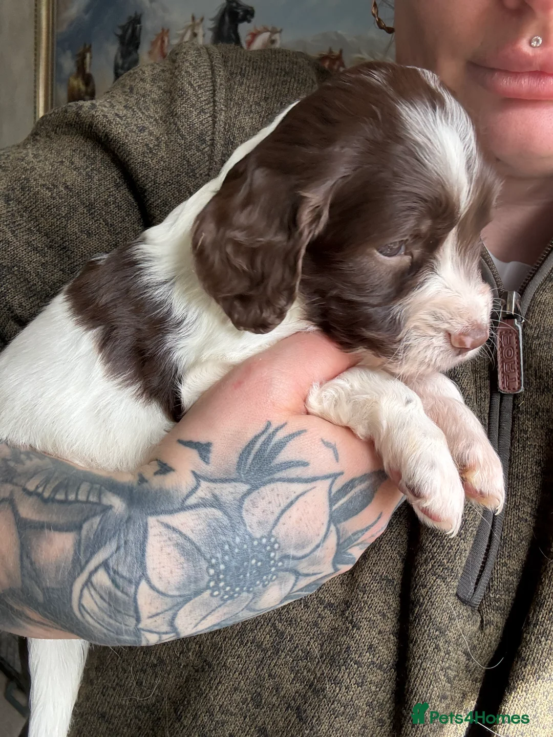 English Springer Spaniel dogs for sale: Springer spaniel puppy in Horsham - Advert 2