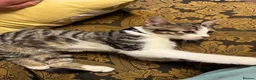 American Shorthair cats for sale: MIXED FEMALE GREY AND WHITE CAT FOR SALE  - Advert 6