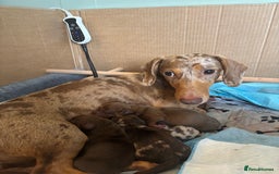 Miniature Dachshund dogs for sale: Miniature dachshund  - Image 12
