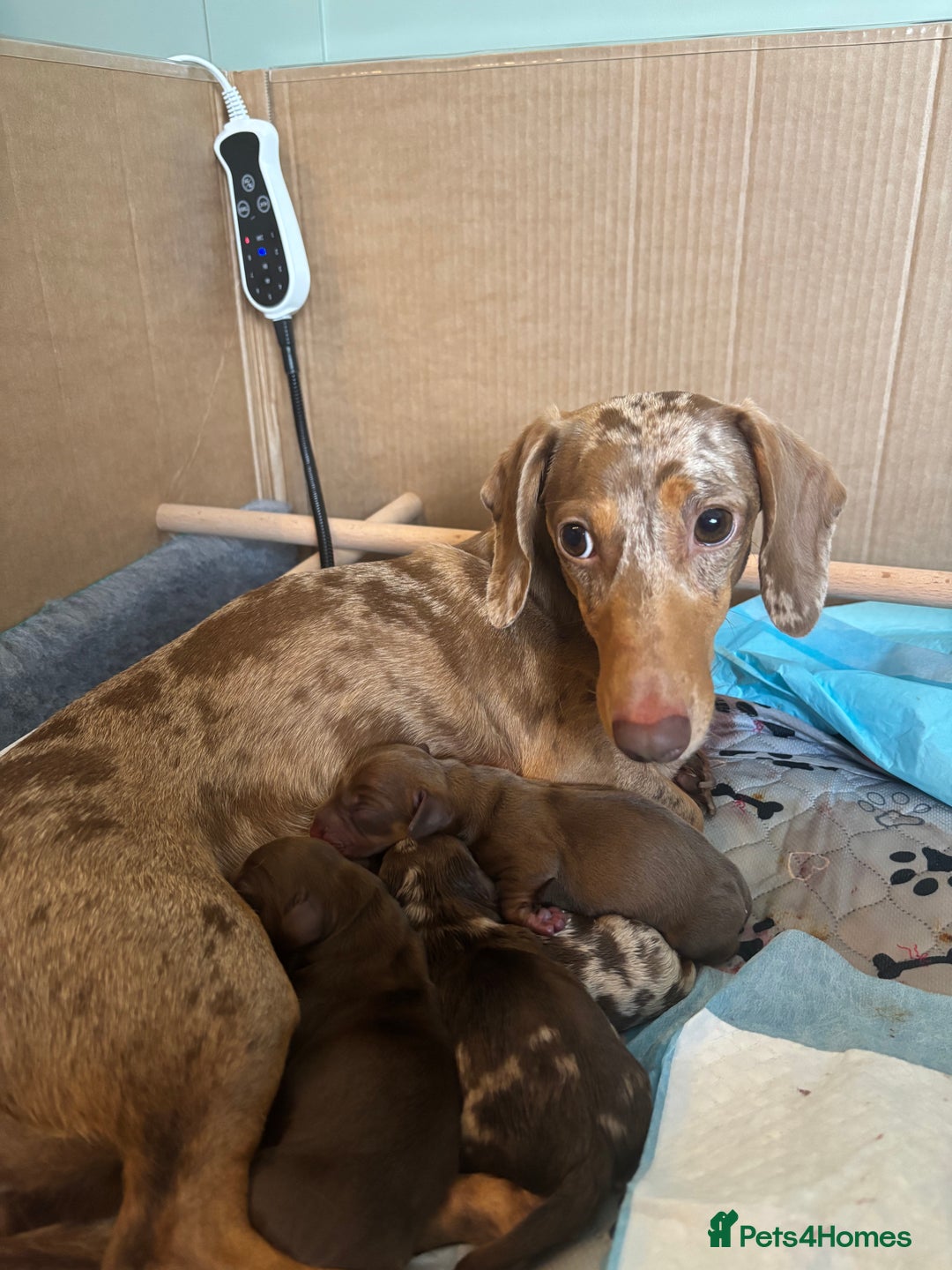 Miniature Dachshund dogs for sale: Miniature dachshund  - Image 12