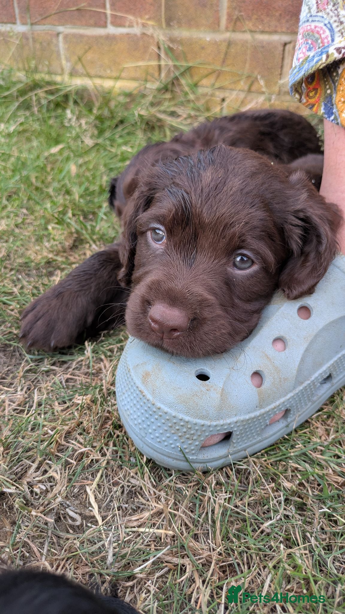 Sprocker dogs Sprocker puppies - Advert 13