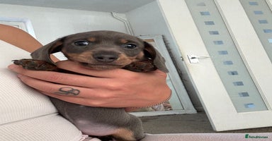 Dachshund dogs - Advert 4