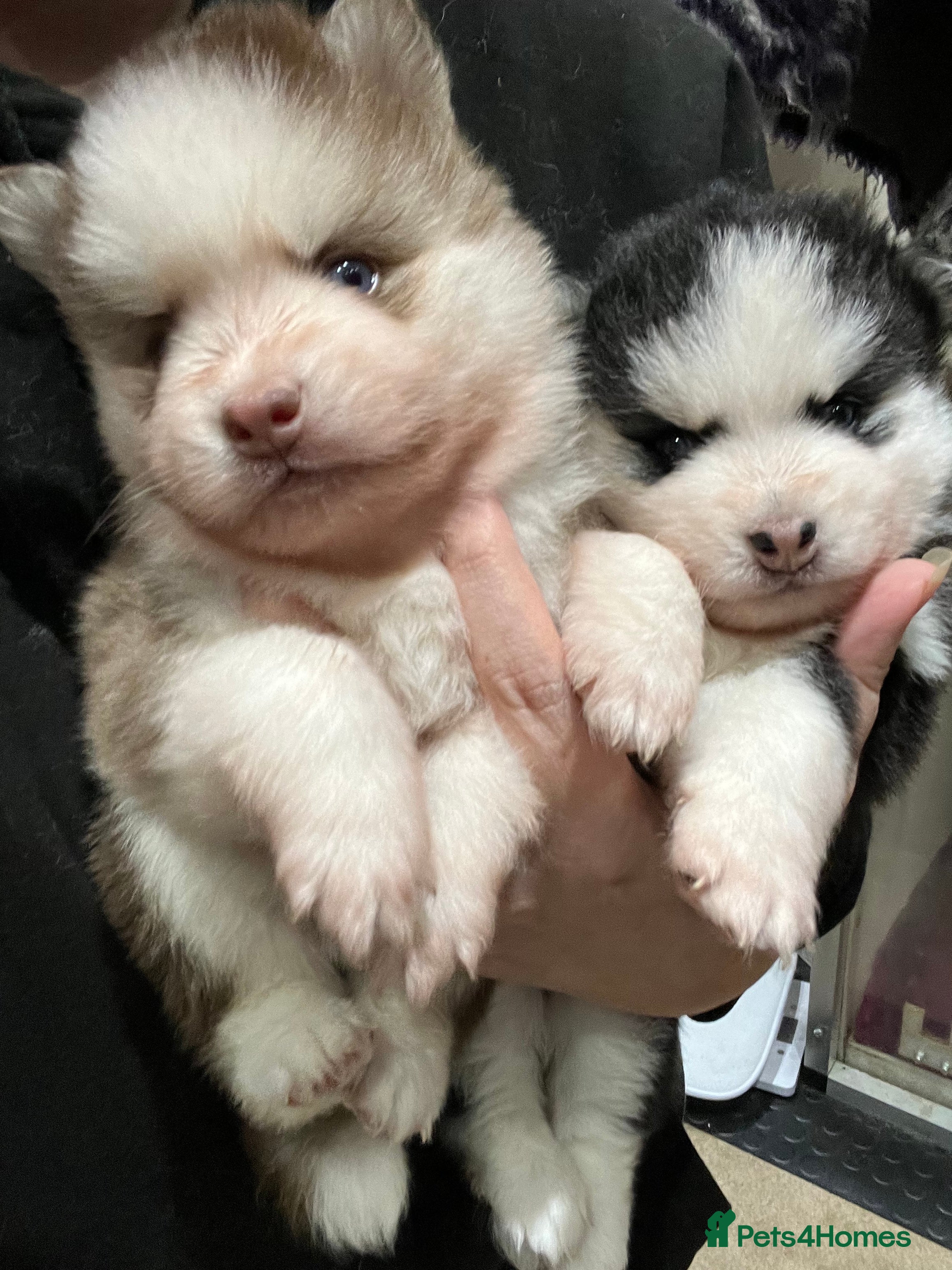 Pomsky dogs F4 Mini Pomskies  - Advert 2