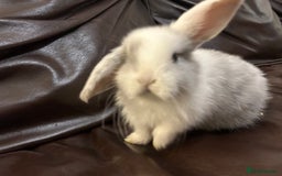Mini Lop rabbits for sale: Lovely baby minilops for sale  - Image 17