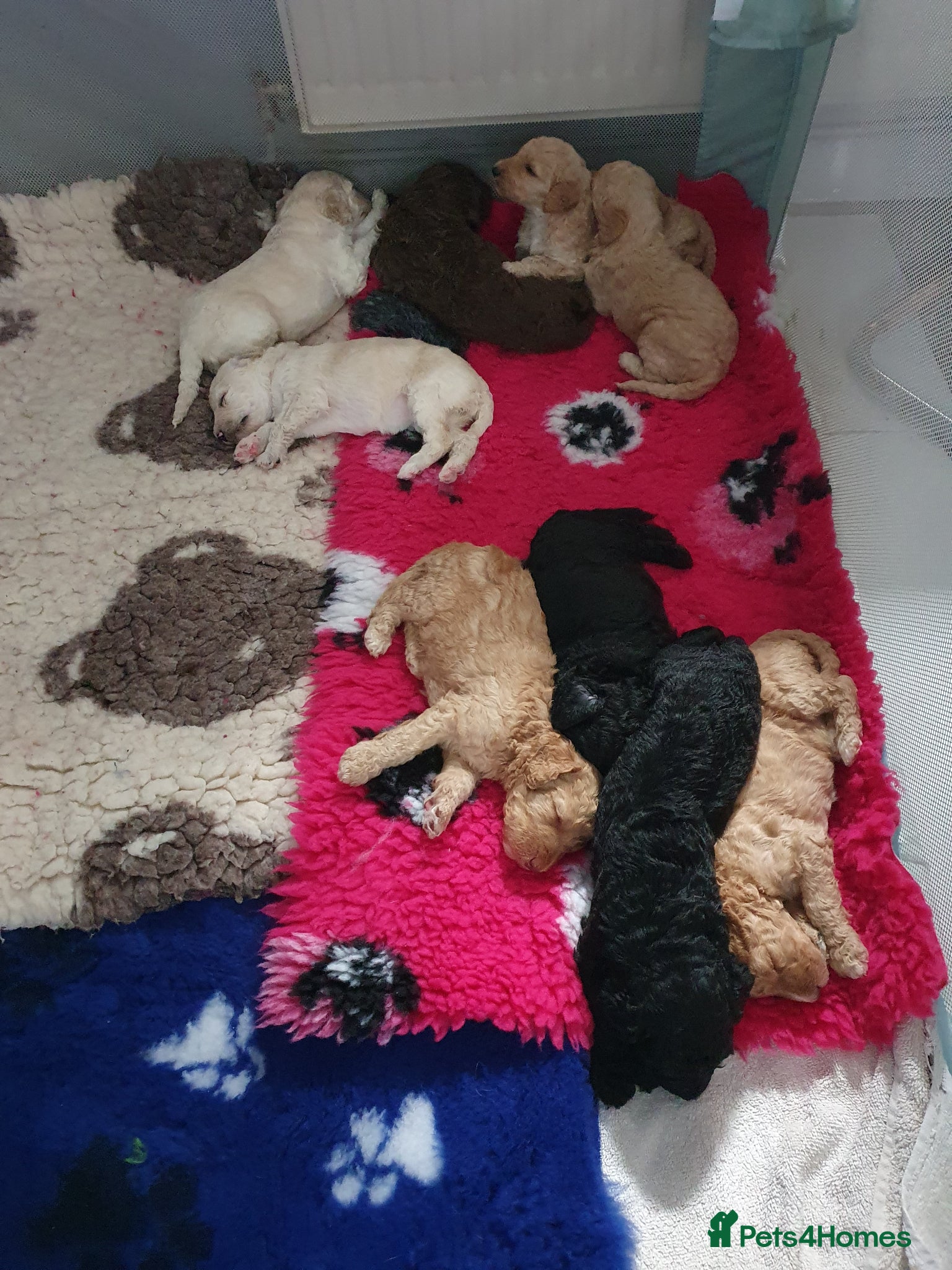 Standard Poodle dogs Standard poodle puppy's kc reg - Advert 11