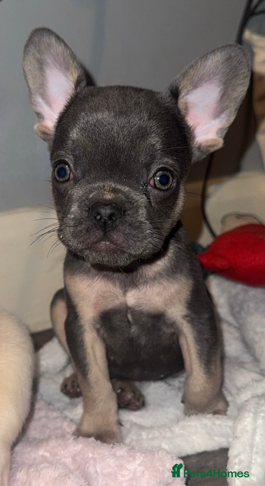French Bulldog dogs for sale: REDUCED! French Bulldog puppies - Advert 18