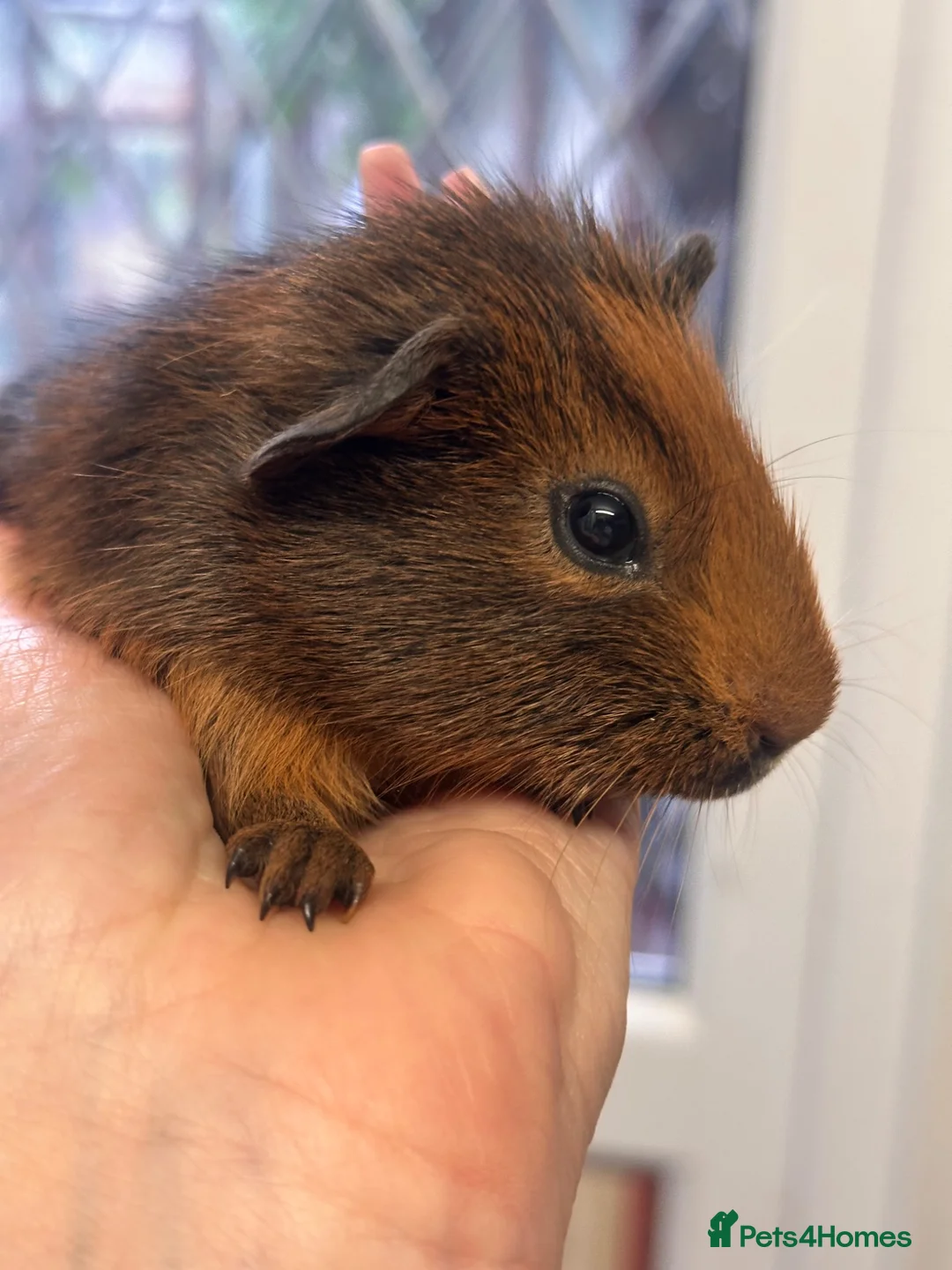 Guinea Pig rodents for sale: Gorgeous baby Guineapigs  - Advert 1