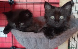 Maine Coon cats for sale: Adorable Maine Coon kittens in Manchester - Image 21