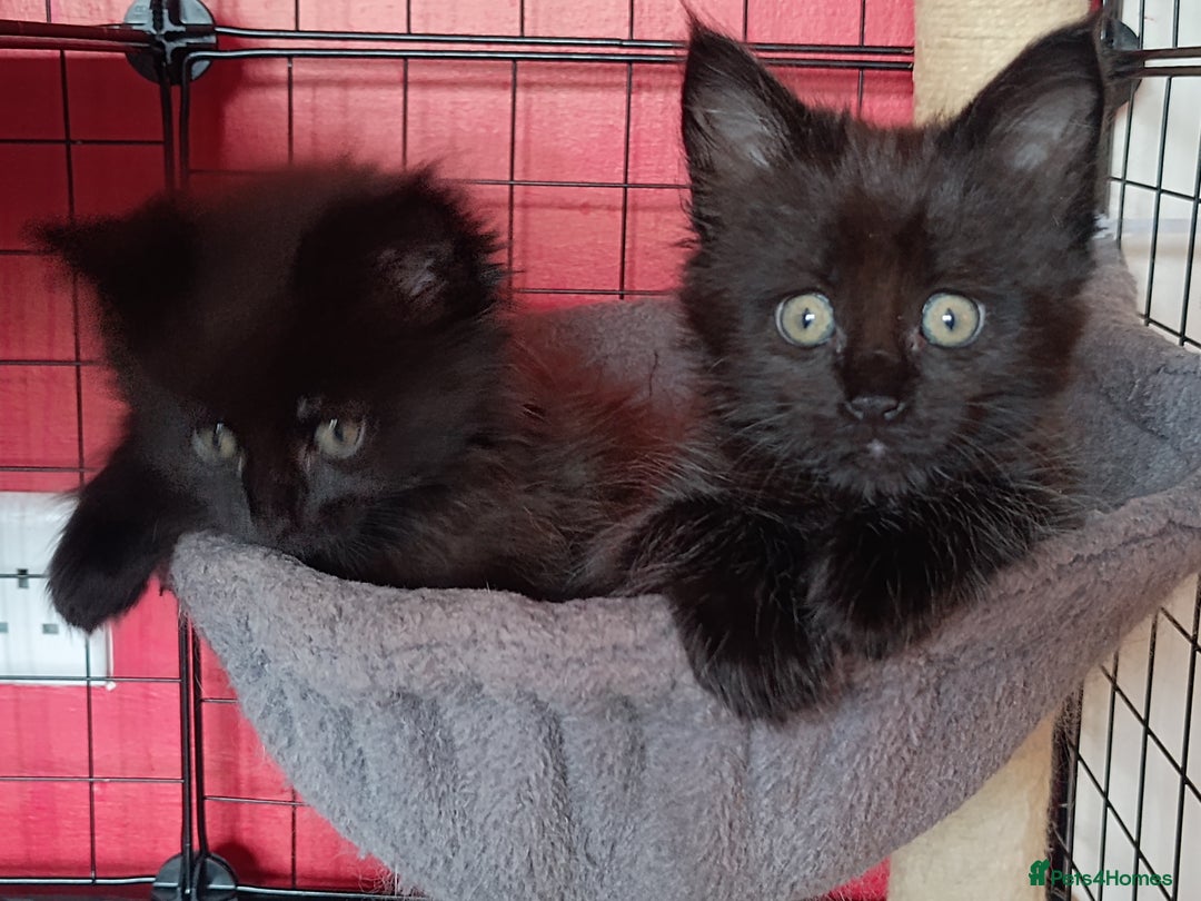 Maine Coon cats for sale: Adorable Maine Coon kittens in Manchester - Image 21