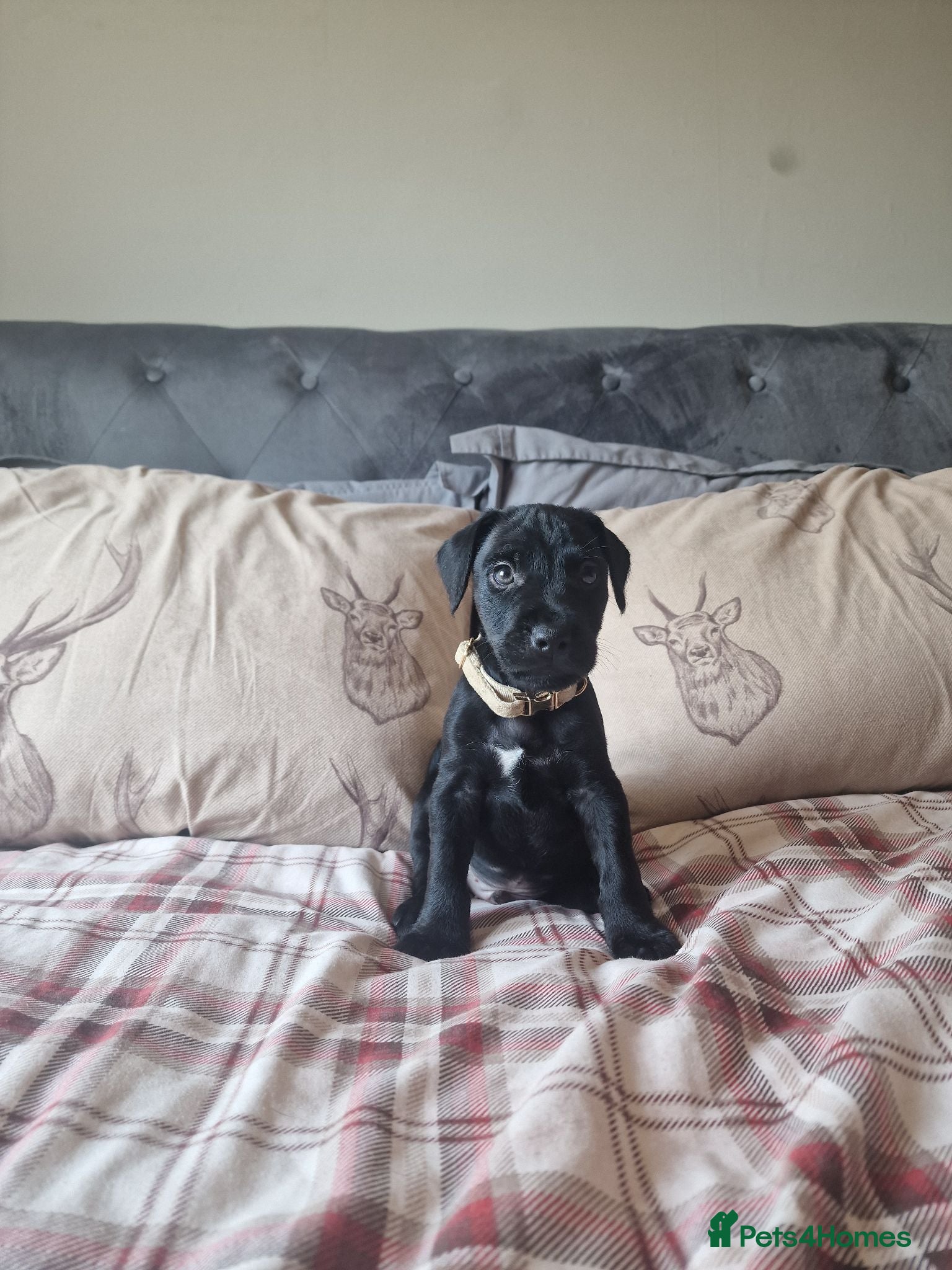 Patterdale Terrier dogs Last boy available ❤️  - Advert 4