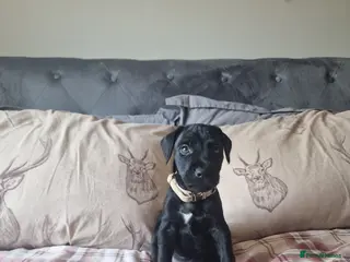 Patterdale Terrier dogs Last boy available ❤️ - Advert 4