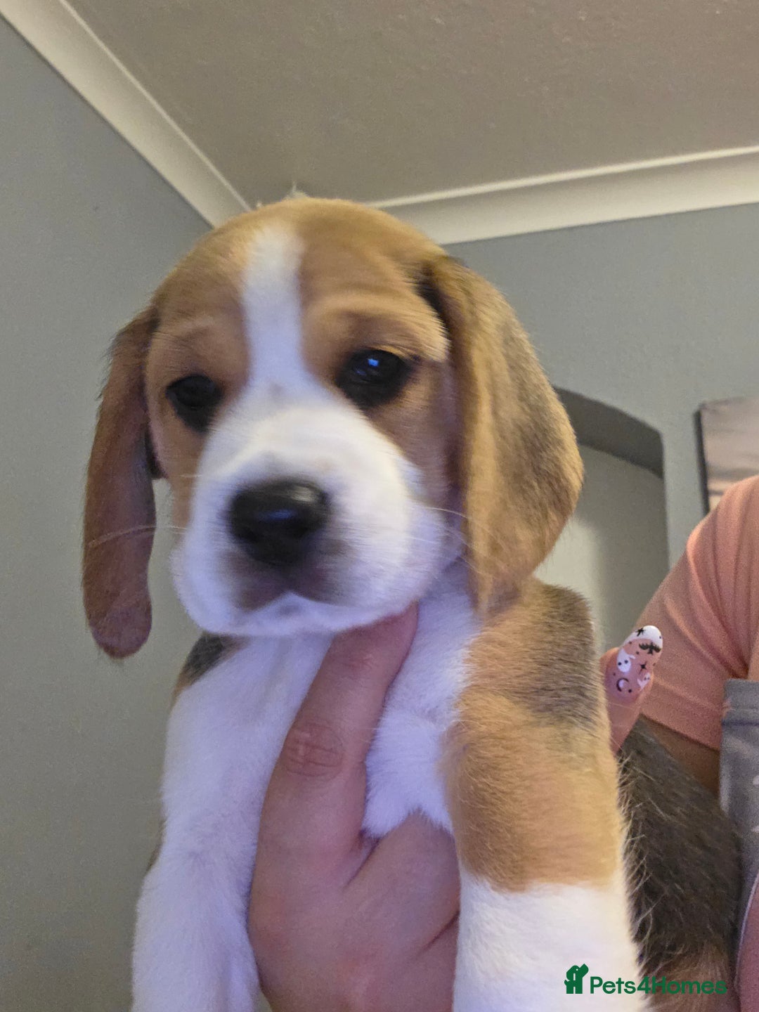 Beagle dogs for sale: Beautiful tri-colored puppies  - Advert 13